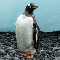 Sự thật bất ngờ về loài chim cánh cụt Gentoo