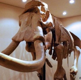 Sự thật về loài voi ở Trung Quốc đã tuyệt chủng 3000 năm trước