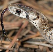 Sự thật về tác dụng chiếc lưỡi thò thụt của loài rắn