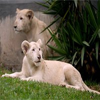 Sư tử đột biến lông trắng ở sở thú Peru