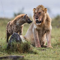 Sư tử lớn gấp 3 lần linh cẩu nhưng phải chịu mất con mồi do 