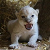 Sư tử trắng hiếm chào đời ở vườn thú Mỹ