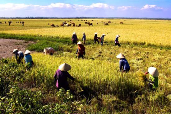 Tác động của biến đổi khí hậu trên vựa lúa: Không nên bi quan