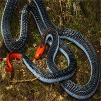 Tác dụng không ngờ của nọc độc loài rắn siêu sát thủ