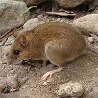Tái phát hiện loài chuột núi lửa tưởng đã tuyệt chủng