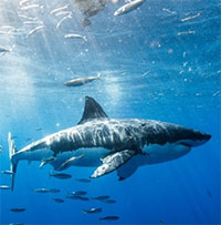 Tại sao cá mập trắng tấn công đầu thợ lặn?