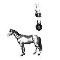 Tại sao chân ngựa phải đóng móng sắt?