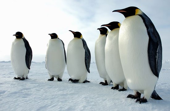 Tại sao chim cánh cụt Nam Cực sợ bóng tối?