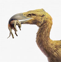 Tại sao chim khủng bố - Phorusrhacids lại là loài động vật ăn thịt đáng sợ nhất thời tiền sử?