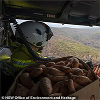 Tại sao chính quyền Australia lại rải rau củ từ máy bay xuống rừng?