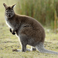 Tại sao chuột túi Wallaby chưa đẻ con đã lại mang thai?