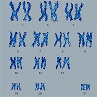 Tại sao hầu hết loài người lại có 23 cặp nhiễm sắc thể?