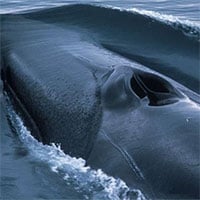 Tại sao lỗ mũi của cá voi lại nằm trên đỉnh đầu?