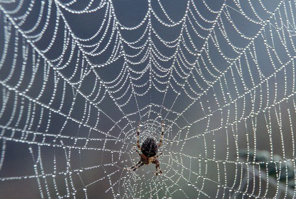 Tại sao loài nhện lại không bị mắc vào lưới của chính chúng?