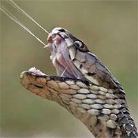 Tại sao một số loài rắn hổ có thể phun nọc chính xác vào mắt nạn nhân?