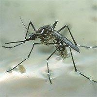 Tại sao muỗi vằn ngày càng thích hút máu người?