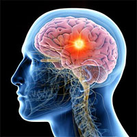 Tại sao não bộ là cơ quan tiêu thụ năng lượng nhiều nhất trong cơ thể?