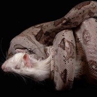 Tại sao rắn đếm nhịp tim con mồi trước khi ăn?