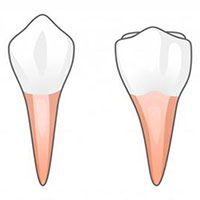 Tại sao răng con người lại có nhiều hình dạng và kích cỡ?
