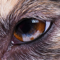 Tại sao rất nhiều loài động vật có mí mắt thứ ba, bao gồm cả thú cưng của chúng ta, nhưng con người thì không?