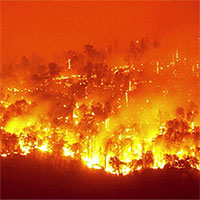 Tại sao rừng ở châu Mỹ La-tinh ngày càng dễ bốc cháy?