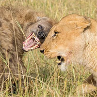 Tại sao sư tử và linh cẩu luôn tỏ ra bất hòa với nhau?