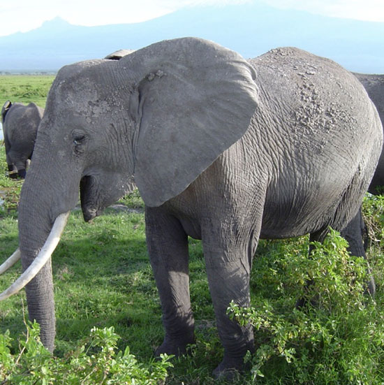 Tại sao tiếng gầm của voi vang xa được tới 10km?