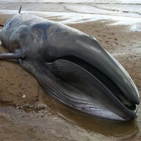 Tại sao xác cá voi chết lại cực kỳ nguy hiểm?