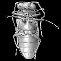 Tái tạo hình ảnh bọ cánh cứng từ kỷ Phấn trắng 99 triệu năm trước