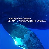Tận mắt chứng kiến giây phút sinh con của cá voi lưng gù ở ngoài khơi Hawaii