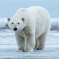 Tạo ra chất liệu giữ ấm tốt nhất thế giới nhờ... lông gấu bắc cực