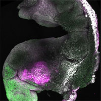 Tạo ra phôi chuột “tổng hợp” đã phát triển não bộ, dây thần kinh và mô tim đập