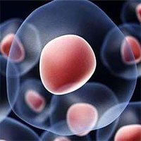 Tạo ra tế bào gốc người từ các phân tử hóa học