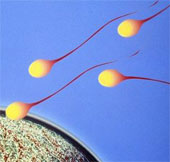 Tạo ra tinh trùng từ tế bào da