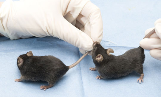 Tạo tế bào miễn dịch chống dị ứng từ mô mỡ chuột