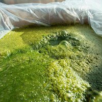 Tập ăn rong tảo ngay đi, vì đó sẽ là thực phẩm chính của tương lai