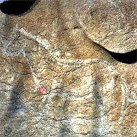 Tây Ban Nha phát hiện hàng chục bức vẽ trên đá niên đại 14.000 năm