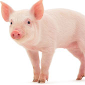 Tế bào gốc được cấy ghép trên lợn thành công