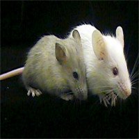 Tế bào não người được cấy thành công vào chuột