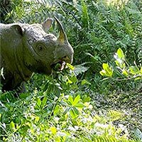 Tê giác đực Sumatra cuối cùng ở Malaysia qua đời