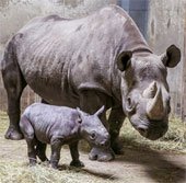 Tê giác hiếm ở Đông Phi sinh con
