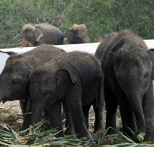 Thái Lan là quốc gia có nạn buôn bán trái phép ngà voi lớn