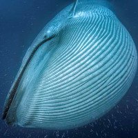 Thảm họa biến cá voi xanh thành sinh vật lớn nhất hành tinh