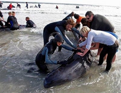 Thảm kịch của cá voi tại Nam Phi