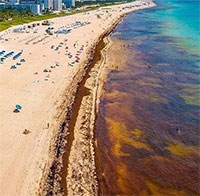 Thảm rong biển dài hơn 8.000km đe dọa các bãi biển tại Mỹ