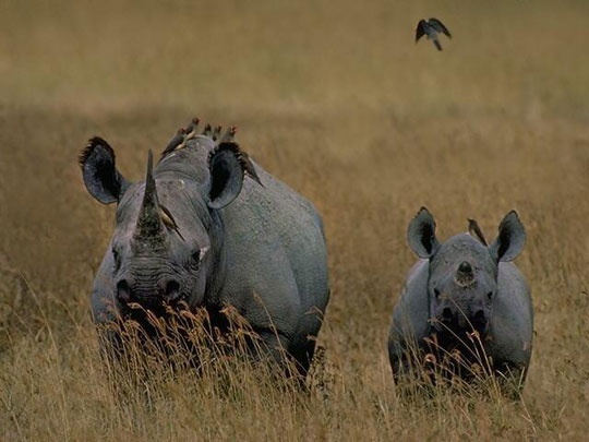 Thảm sát tê giác tại Nam Phi