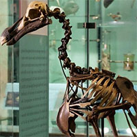 Tham vọng hồi sinh loài chim dodo đã tuyệt chủng hơn 500 năm