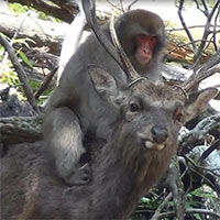 Thật bất ngờ, giờ đây loài khỉ Nhật Bản đã biết cưỡi hươu!