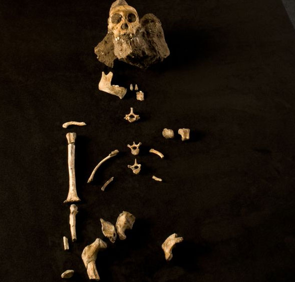 Thấy bộ xương nguyên vẹn nhất tổ tiên loài người