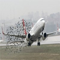 Thế giới làm gì để hạn chế tai nạn hàng không do chim chóc?